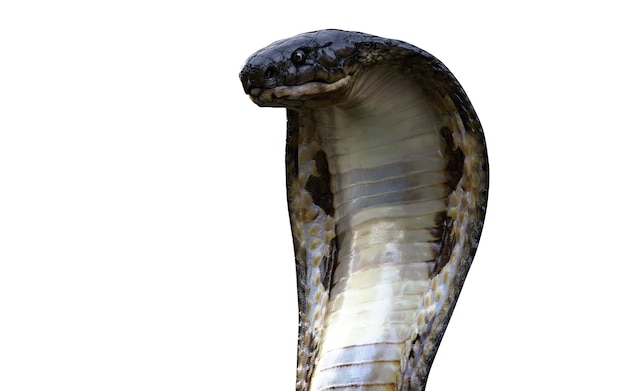 Rey Cobra, la serpiente venenosa más larga del mundo aislada sobre fondo blanco