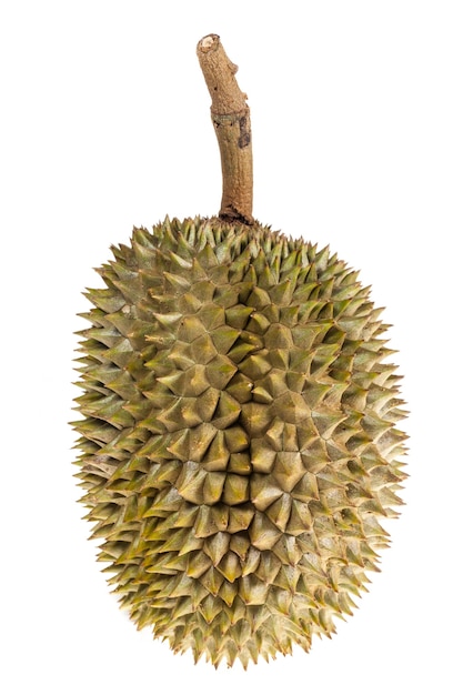 rey de las frutas, fruta durian sobre fondo blanco.