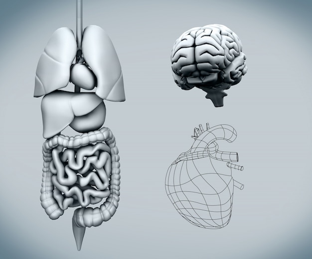 Órganos humanos ensamblados con el cerebro