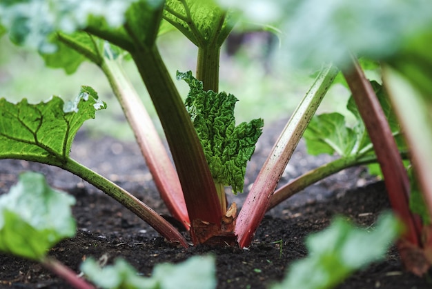 Rhabarberpflanzen mit neuen Blättern, die im Gartenbett wachsen