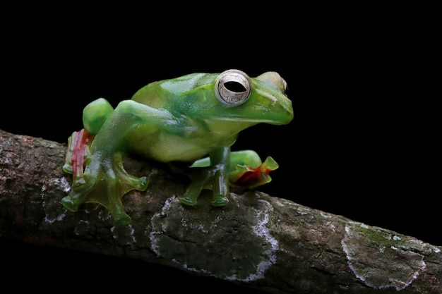 Rhacophorus dulitensis closeup em folhas verdes Jade tree frog closeup em folhas verdes