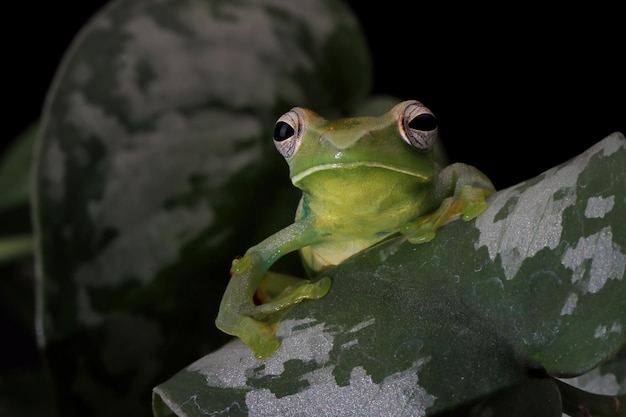 Rhacophorus dulitensis closeup em folhas verdes