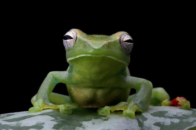 Rhacophorus dulitensis closeup sobre hojas verdes