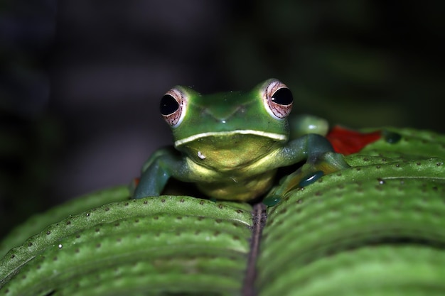 Rhacophorus dulitensis Nahaufnahme auf grünen Blättern