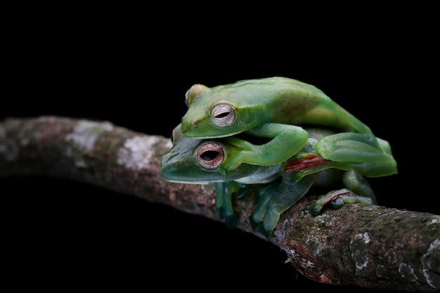 Rhacophorus dulitensis primer plano en rama