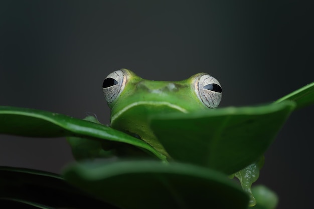 Rhacophorus dulitensis primer plano sobre hojas verdes