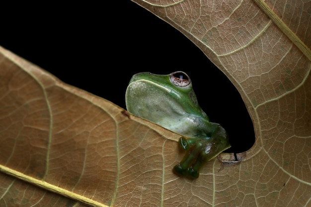 Rhacophorus prominanus o la rana voladora malaya primer plano sobre hojas secas