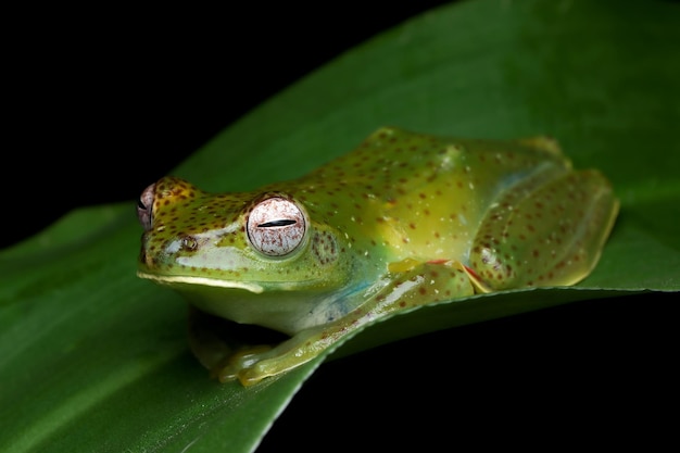 Rhacophorus prominanus o la rana voladora malaya sobre hojas secas