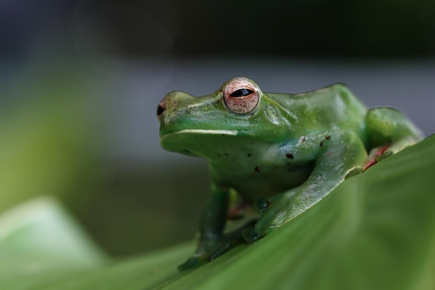 Rhacophorus prominanus oder die malaiische fliegende Froschnahaufnahme auf grünen Blättern