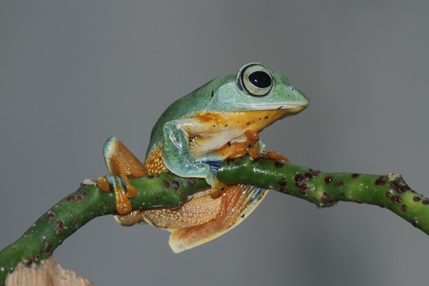 Foto rhacophorus reinwardtii, rana arborícola voladora en la rama