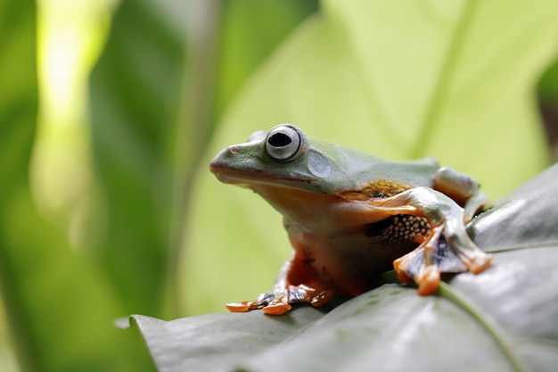 Rhacophorus reinwartii auf grünen Blättern