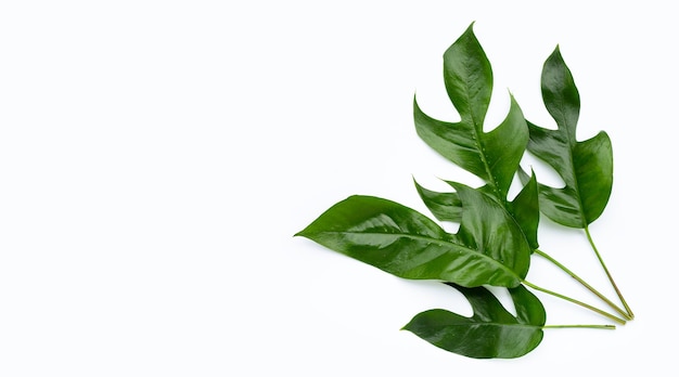 Rhaphidophora tetrasperma mini monstera em fundo branco. Copie o espaço