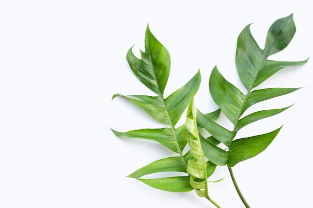Rhaphidophora tetrasperma mini monstera folhas verdes