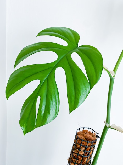 Rhaphidophora tetrasperma ou Mini Monstera planta interna