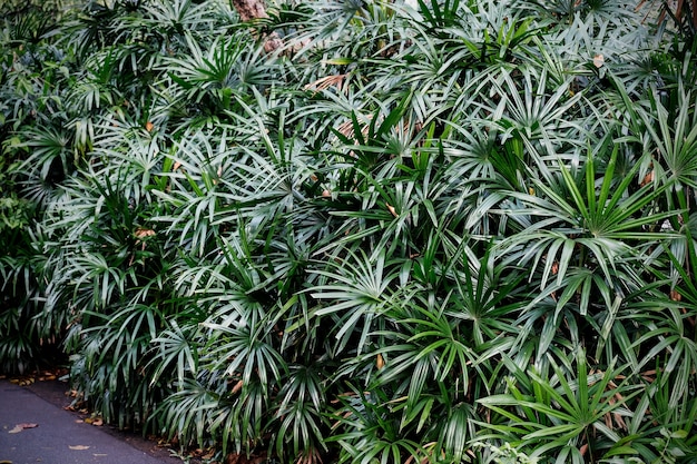 Rhapis excelsa o Lady palm en el jardín Tropical leaves