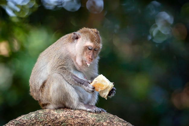 Rhesus-Makaque Macaca mulatta in der Dschungel-Wildtiere von Kambodscha