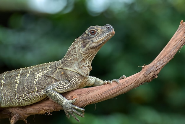 Rhineceros iguana no galho de árvore