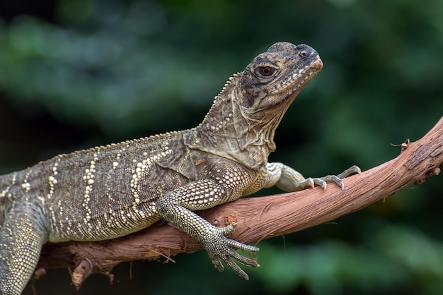 Rhineceros-Leguan auf Ast