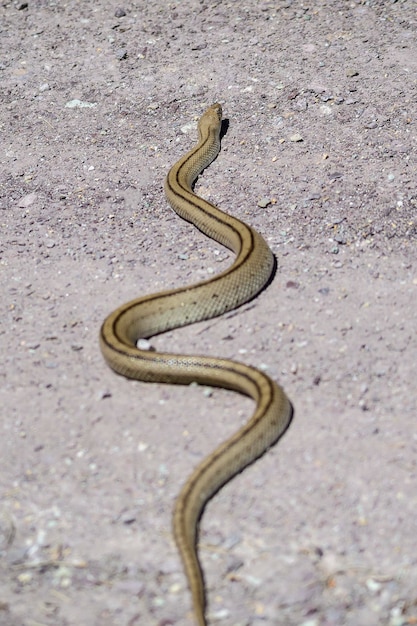 Foto rhinechis scalaris la serpiente de escalera es una especie de serpiente de la familia colubridae