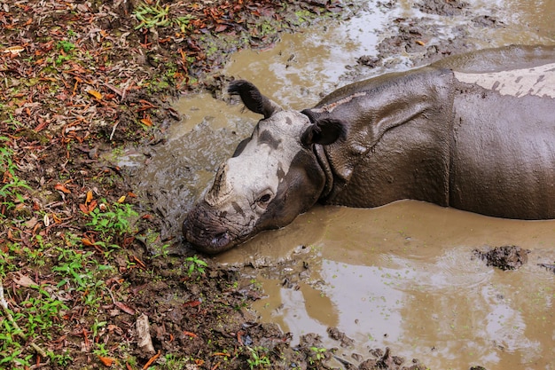 Rhino está comiendo la hierba en la naturaleza, el parque nacional de Chitwan, Nepal