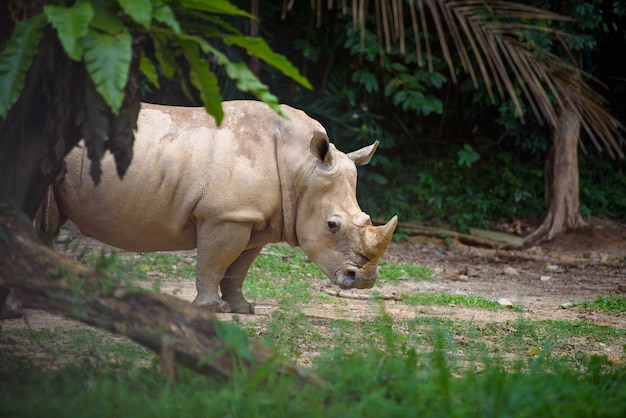 Rhino mira sospechosamente a la cámara