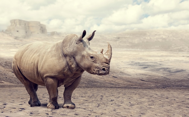 Foto rhino en la naturaleza