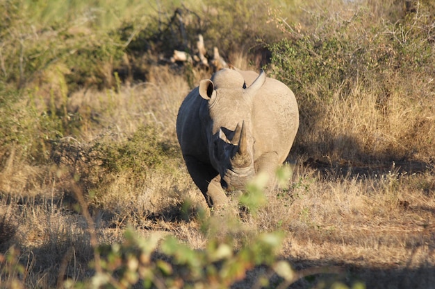 Foto rhinoceros auf dem feld.