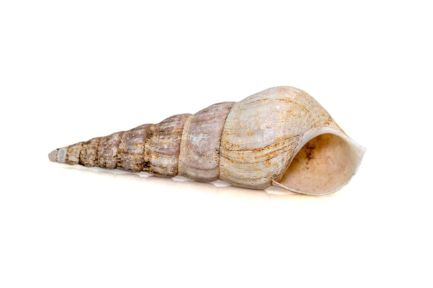 Rhinoclavis aspera es una especie de caracol marino, un molusco gasterópodo marino de la familia Cerithiidae.