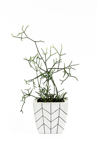 Rhipsalis-Pflanze im weißen quadratischen Blumentopf mit geometrischem Muster isoliert auf weißem Hintergrund