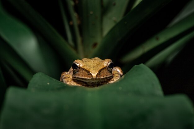 Foto rhocoprus leucomystax na folha