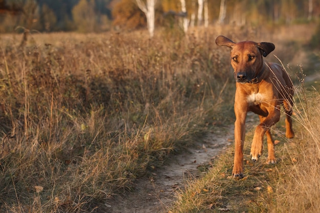 Rhodesian Ridgeback atravessa um campo de outono ao pôr do sol