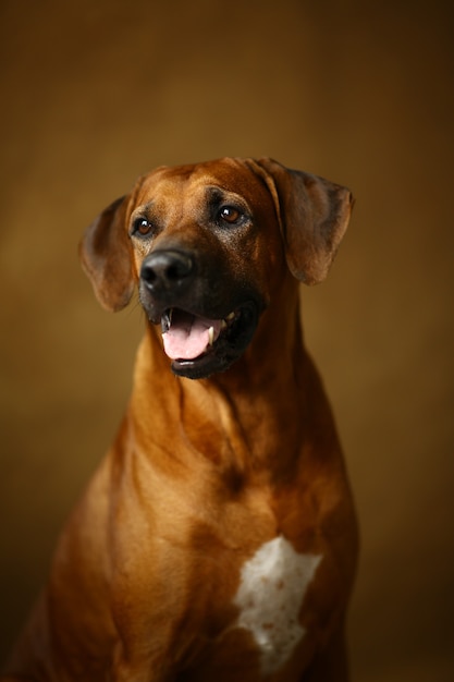 Rhodesian Ridgeback Dog sentado no brown