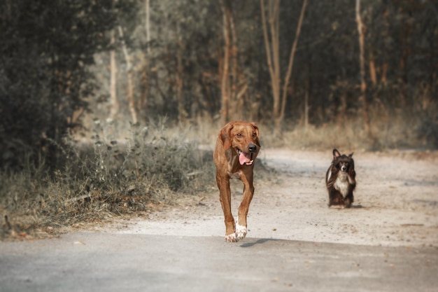 Rhodesian Ridgeback Hund Outdoor-Porträt