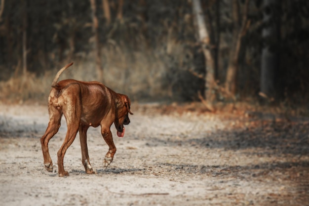 Rhodesian Ridgeback Hund Outdoor-Porträt