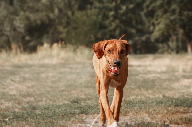 Rhodesian Ridgeback Hund Outdoor-Porträt