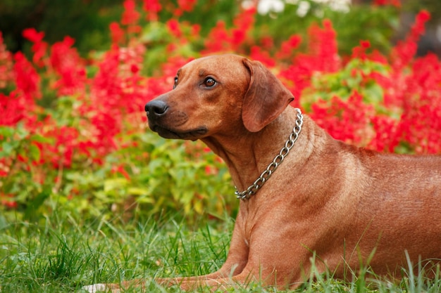 Rhodesian Ridgeback Hund Outdoor-Porträt