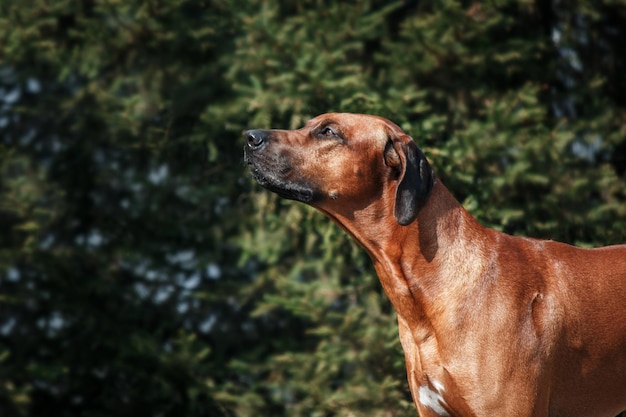 Rhodesian Ridgeback Hund Outdoor-Porträt