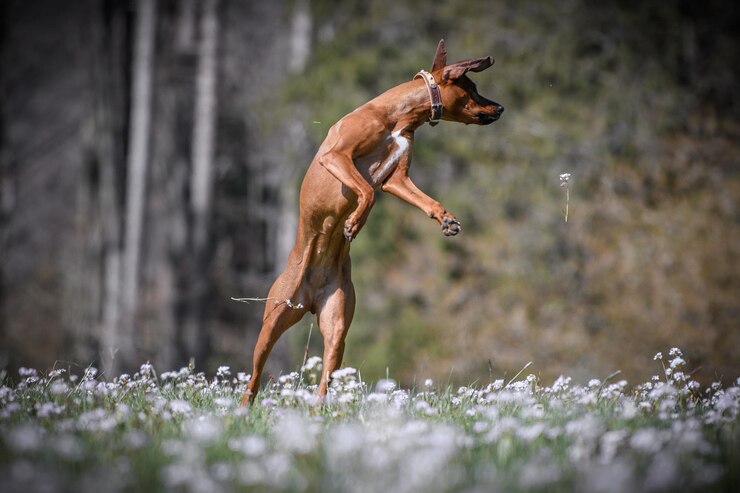 Foto rhodesian ridgeback-hund springt auf ein land mit weißen blumen