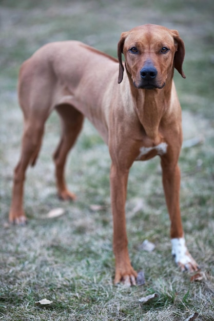 Rhodesian Ridgeback-Hund