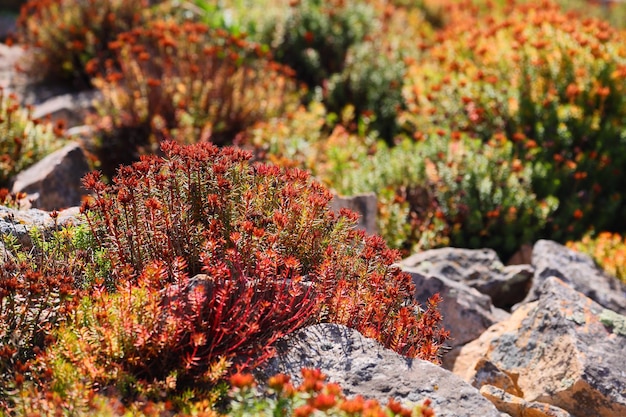 Rhodiola dumulosa de Lingshan Pekín