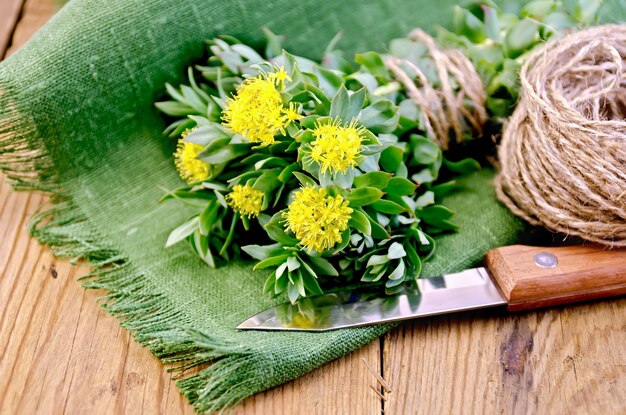 Rhodiola rosea no quadro