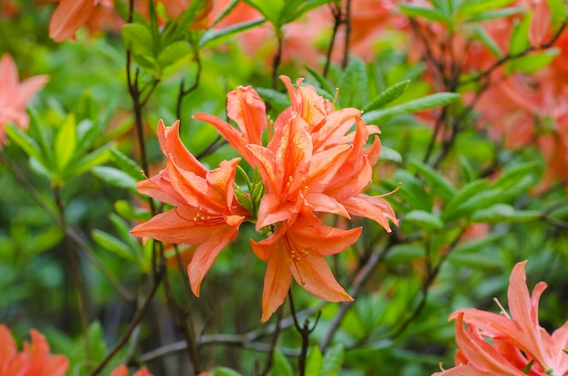 Rhododendren und Azaleen im Garten