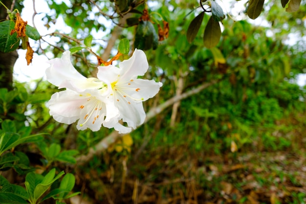 Foto rhododendro moulmainense