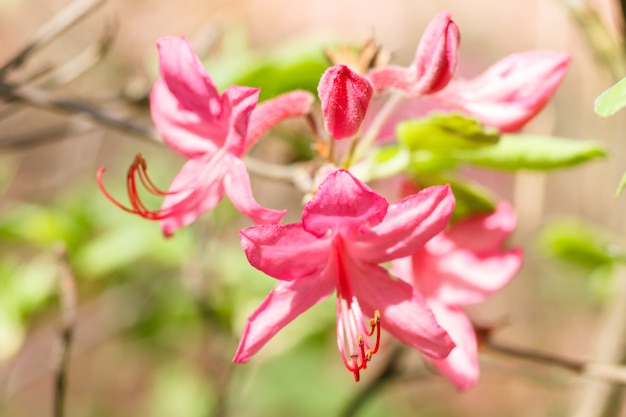 Rhododendron (Azalee) blüht im Frühjahr Garten der verschiedenen Farben