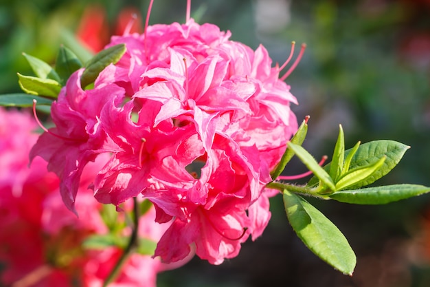 Rhododendron (azalee) blüht im frühjahr im garten der verschiedenen farben