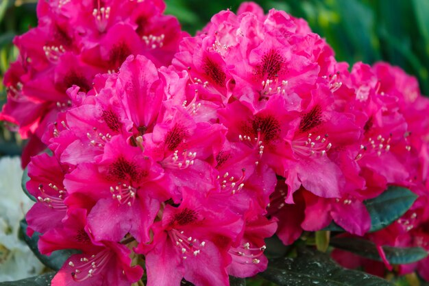 Rhododendron (azaléia) flores de várias cores no jardim primavera