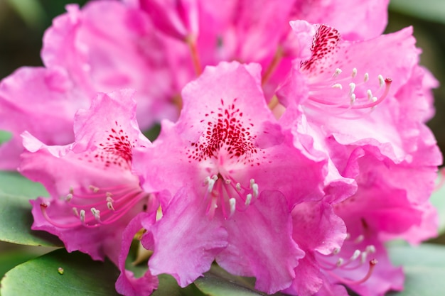 Rhododendron (azaléia) flores de várias cores no jardim primavera