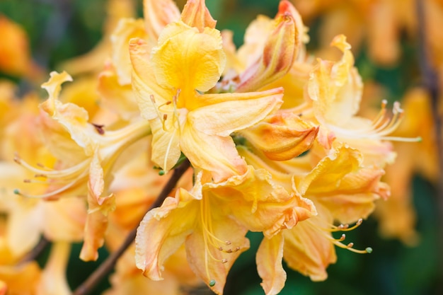 Rhododendron (azaléia) flores de várias cores no jardim primavera