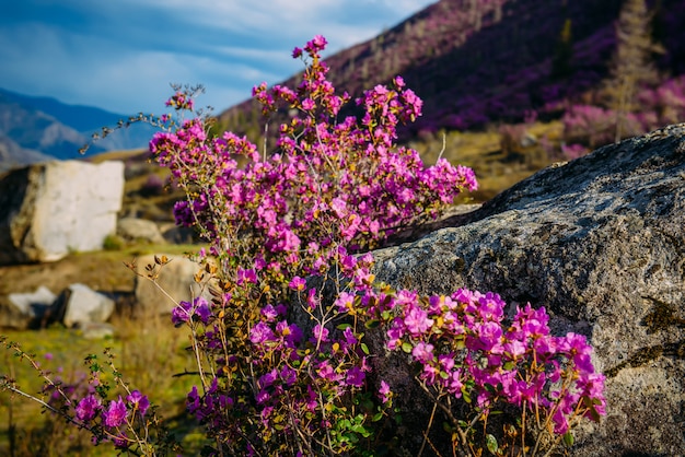 Rhododendron blüht im Altai-Gebirge am sonnigen Frühlingstag