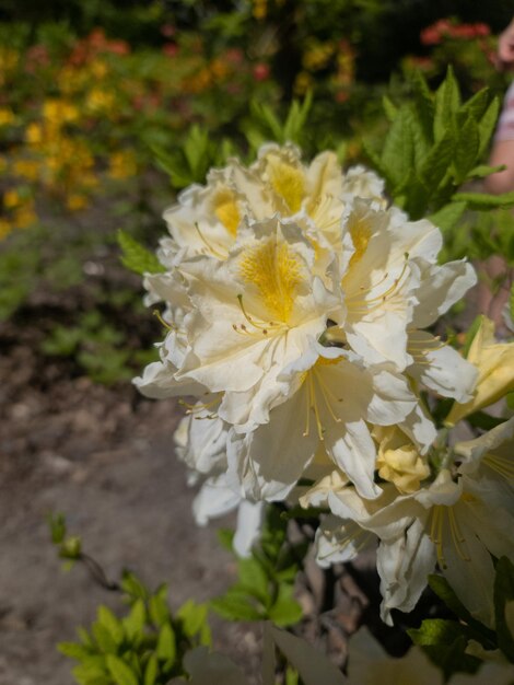 Rhododendron-Blüten im Sommer Blühender Strauch